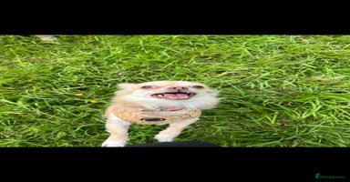 Chihuahua dogs - Advert 16