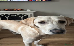 Labrador Retriever dogs for sale: Labrador retriever - Image 7
