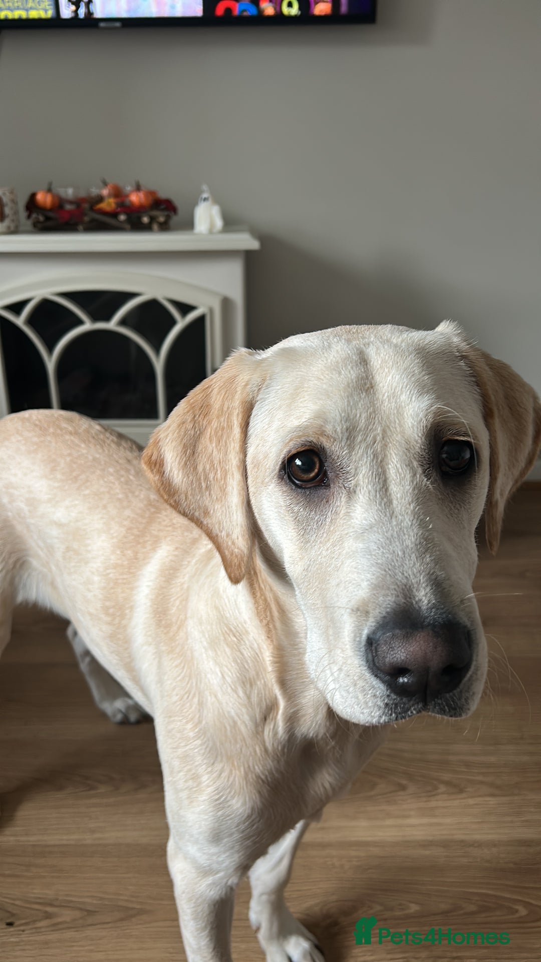 Labrador Retriever dogs for sale: Labrador retriever - Image 7