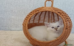 Ragdoll cats for sale: Lilac lynx ragdoll so special - Image 3
