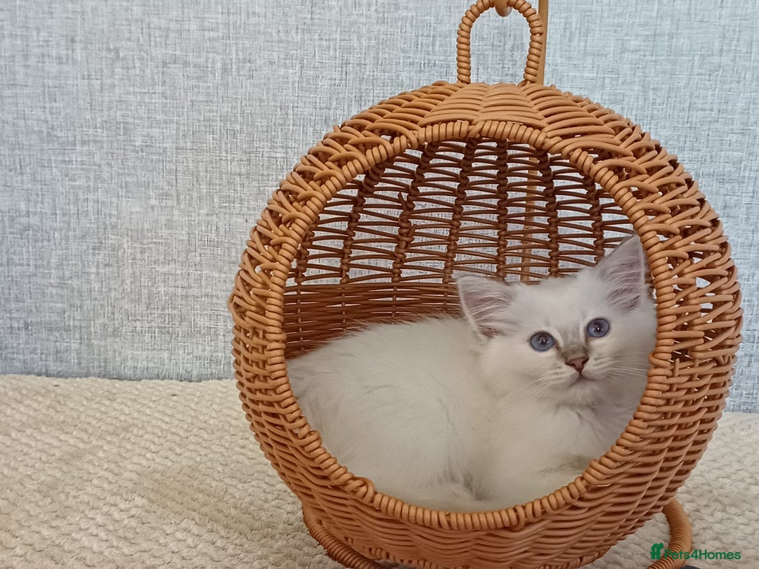 Ragdoll cats for sale: Lilac lynx ragdoll so special - Image 3