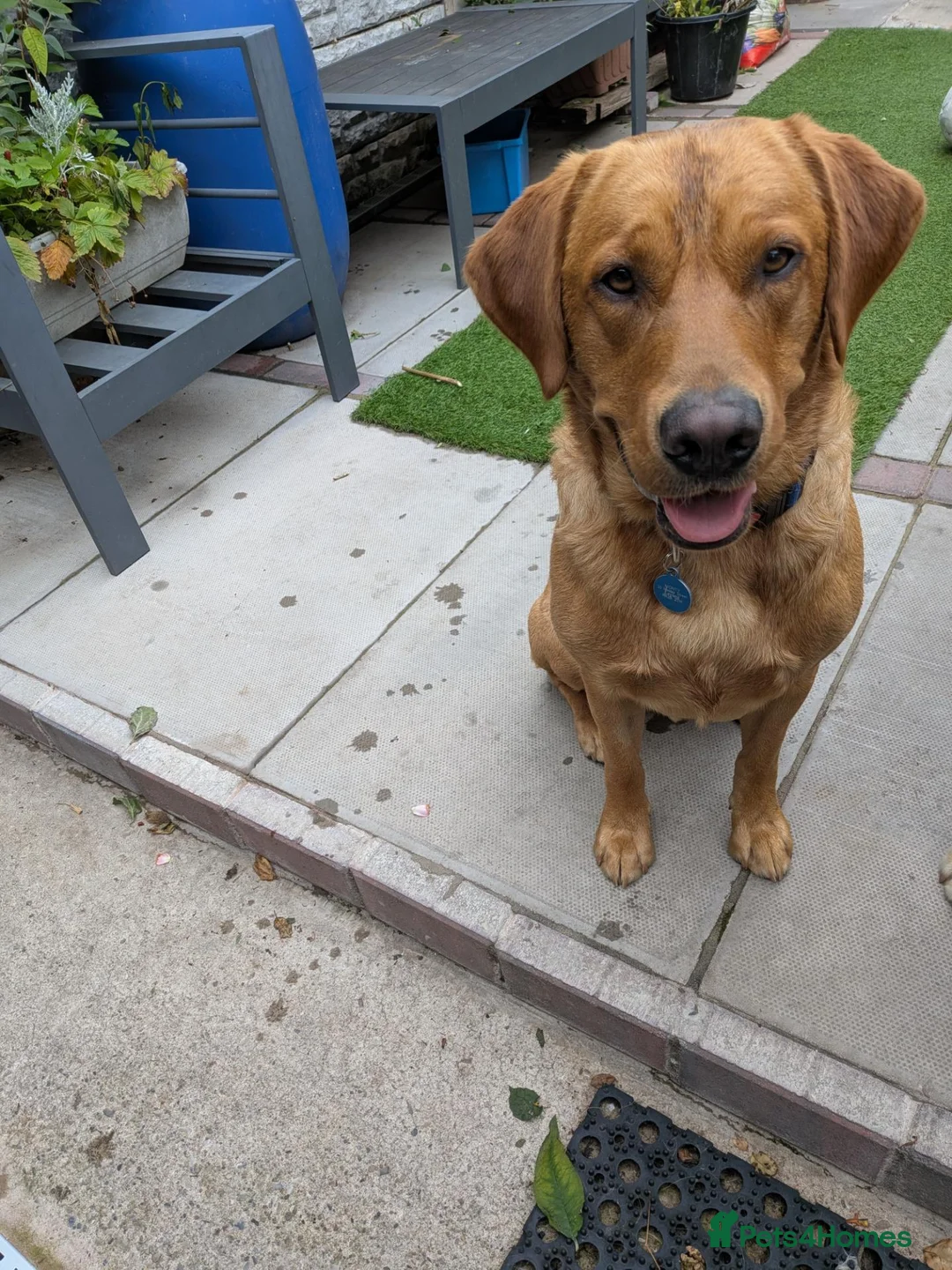 Labrador Retriever dogs for stud: Handsome Fox Red Labrador  - Advert 3