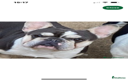 French Bulldog dogs for sale: Beautiful French Bulldog Puppies - Image 3