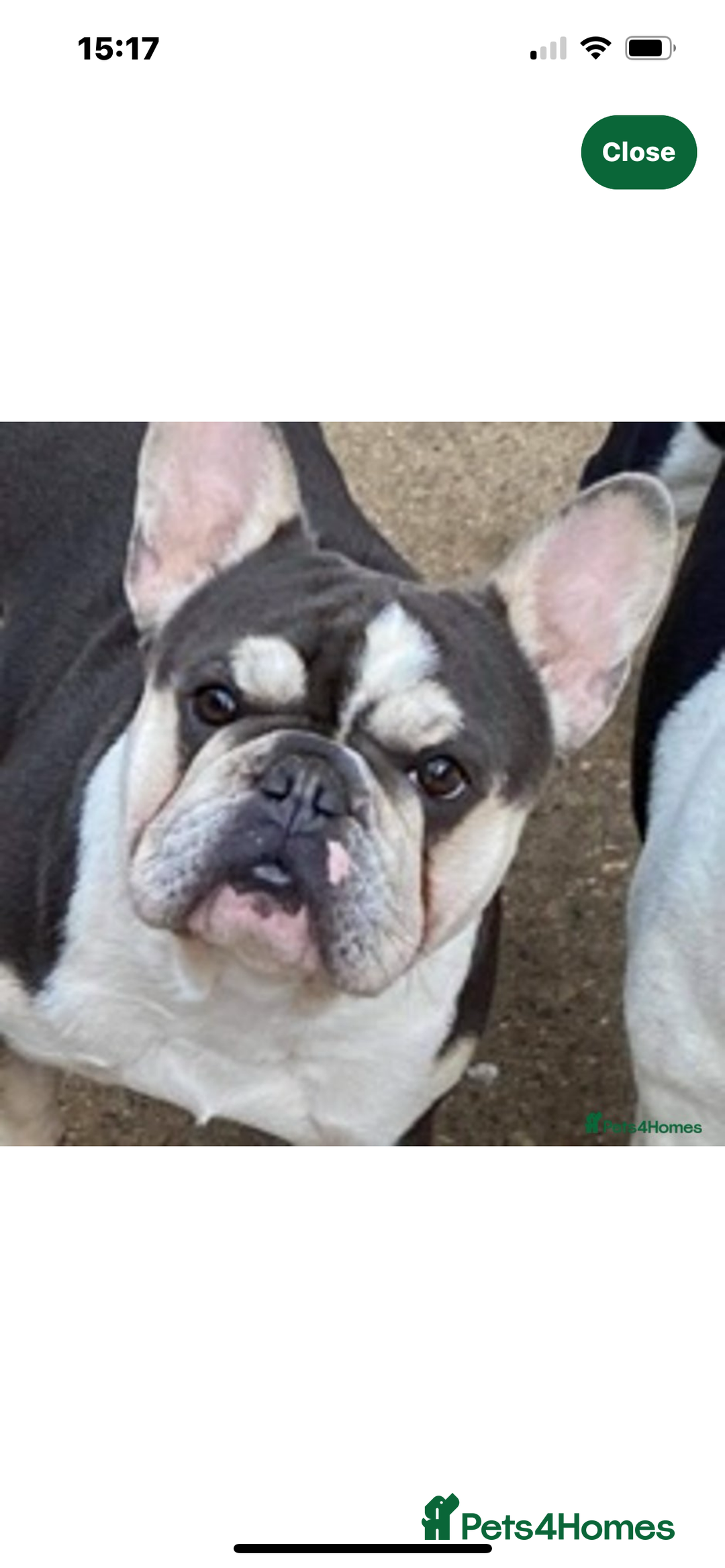 French Bulldog dogs for sale: Beautiful French Bulldog Puppies - Image 3