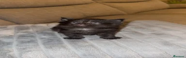 Haggis