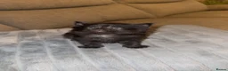 Mixed Breed cats for sale: Kittens for sale  - Advert 4