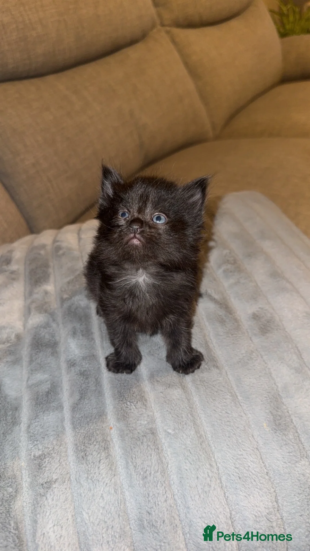 Mixed Breed cats for sale: Kittens for sale  - Advert 4