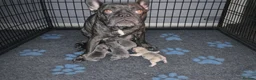 French Bulldog dogs for sale: KC French Bulldog - Boys - Advert 2