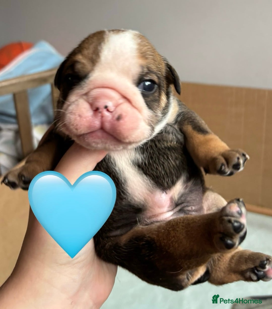 English Bulldog dogs for sale: English bulldog puppies - Image 5