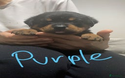 Rottweiler dogs for sale: Kc rottweiler puppies  - Image 10