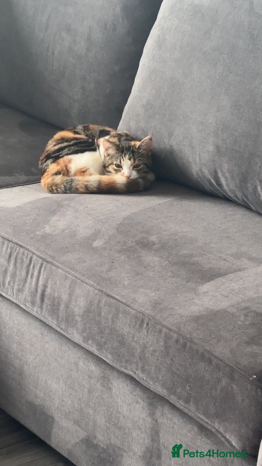 Mixed Breed cats for sale: Brother and sister cats  - Advert 8