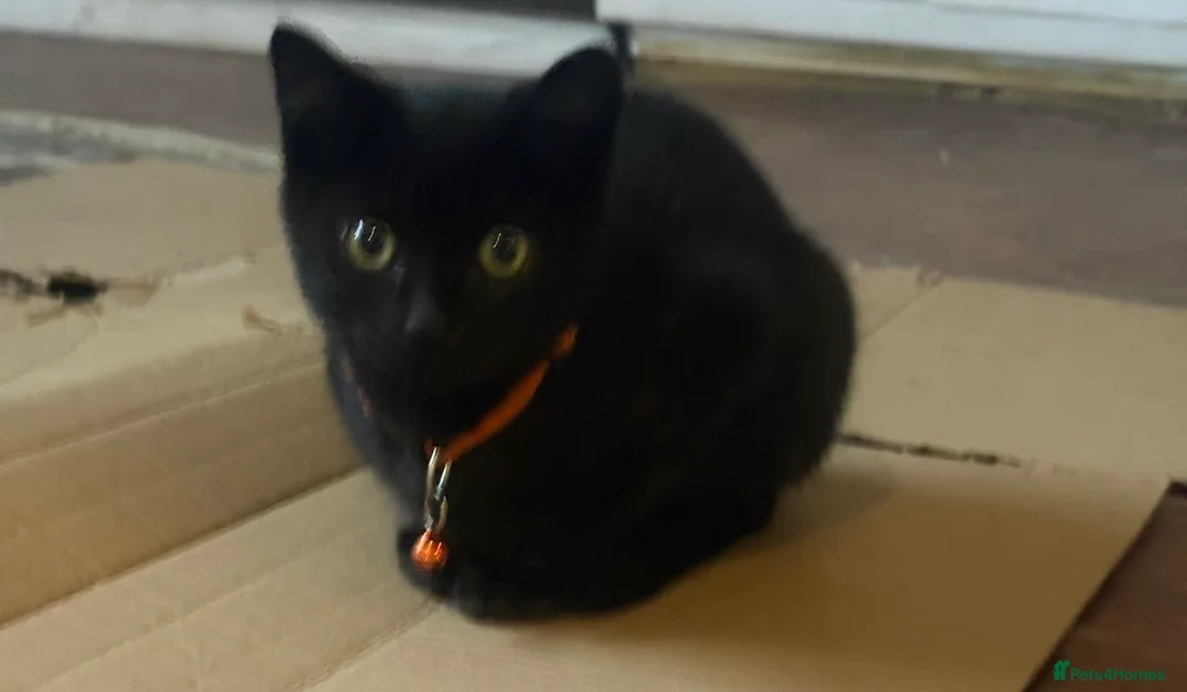 British Shorthair cats for sale: I have 5 kittens 9 months old  - Advert 2