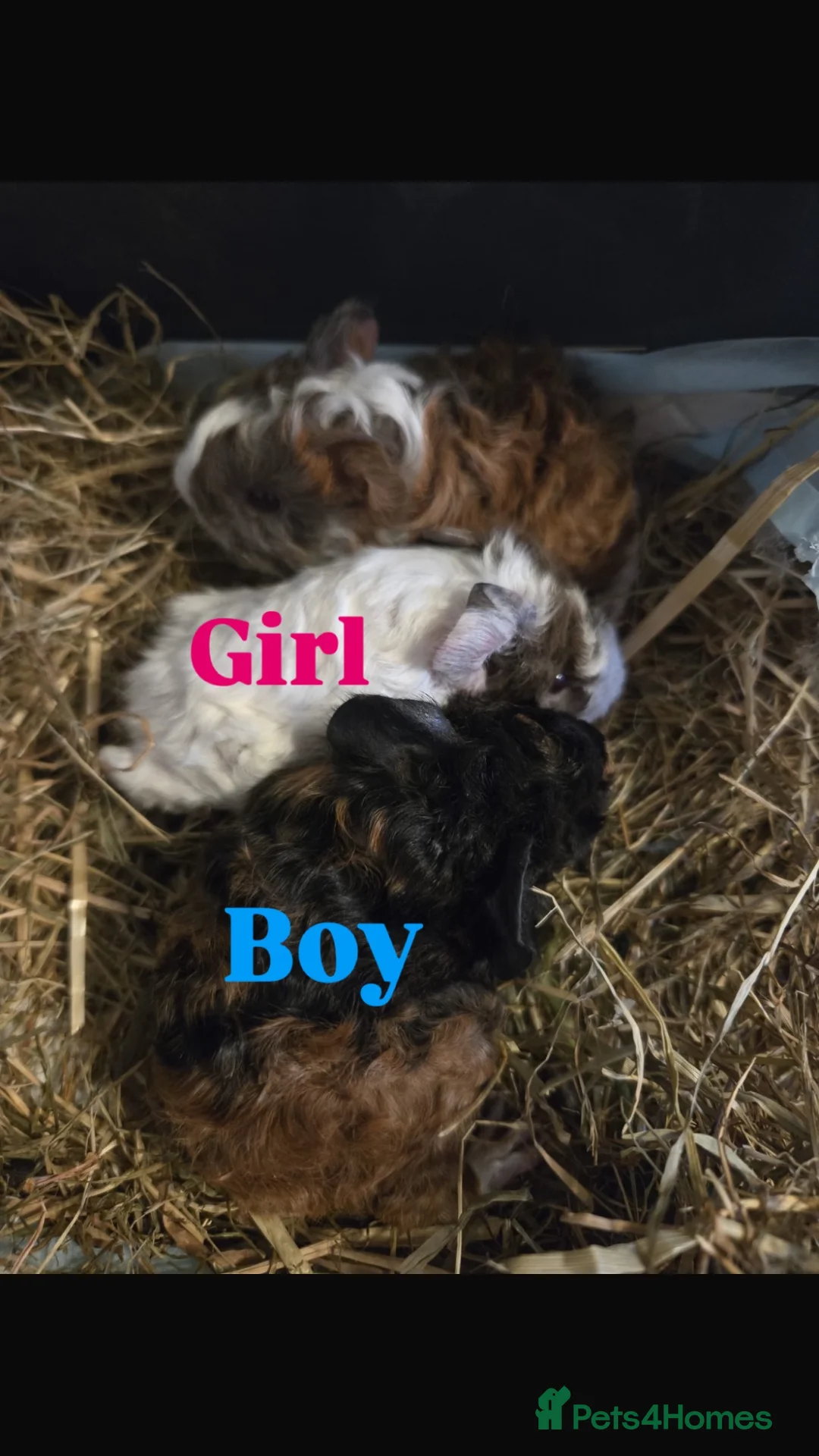 Guinea Pig rodents for sale: Male guinea pig for rehoming & pups for sale - Advert 2