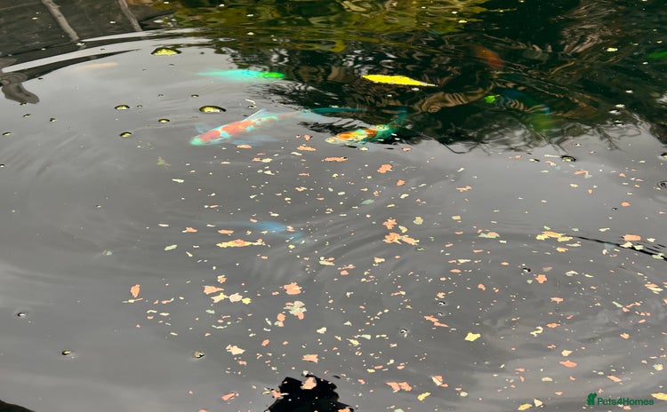 Goldfish fish - Advert 1