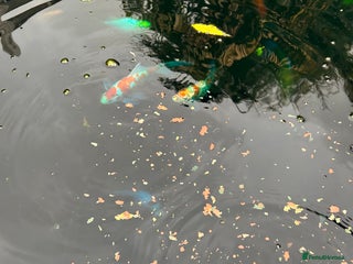 Goldfish fish - Advert 12