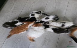 Mixed Breed cats for sale: Beautiful Calico Kittens - Image 26