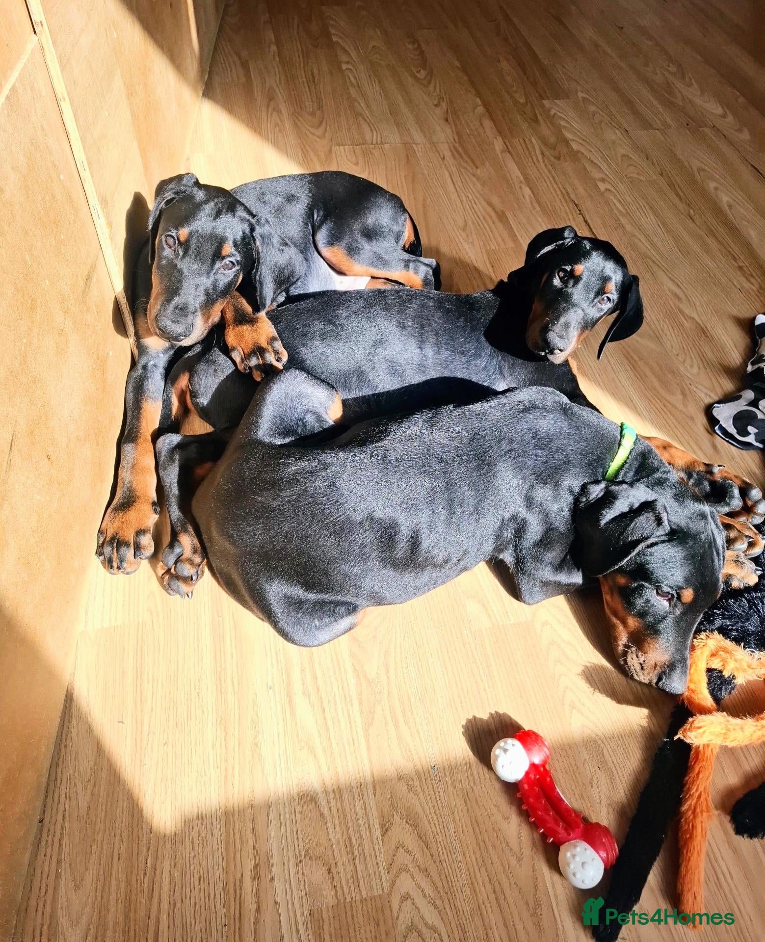 Dobermann dogs Ready for new homes today!Vaccination✅ microchip✅ - Advert 3