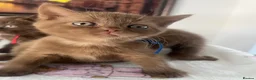 British Shorthair cats for sale: British Shorthair Kittens  - Advert 19