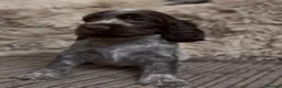 Cocker Spaniel dogs for sale: Gorgeous 100% show type cocker spaniel puppies - Advert 16