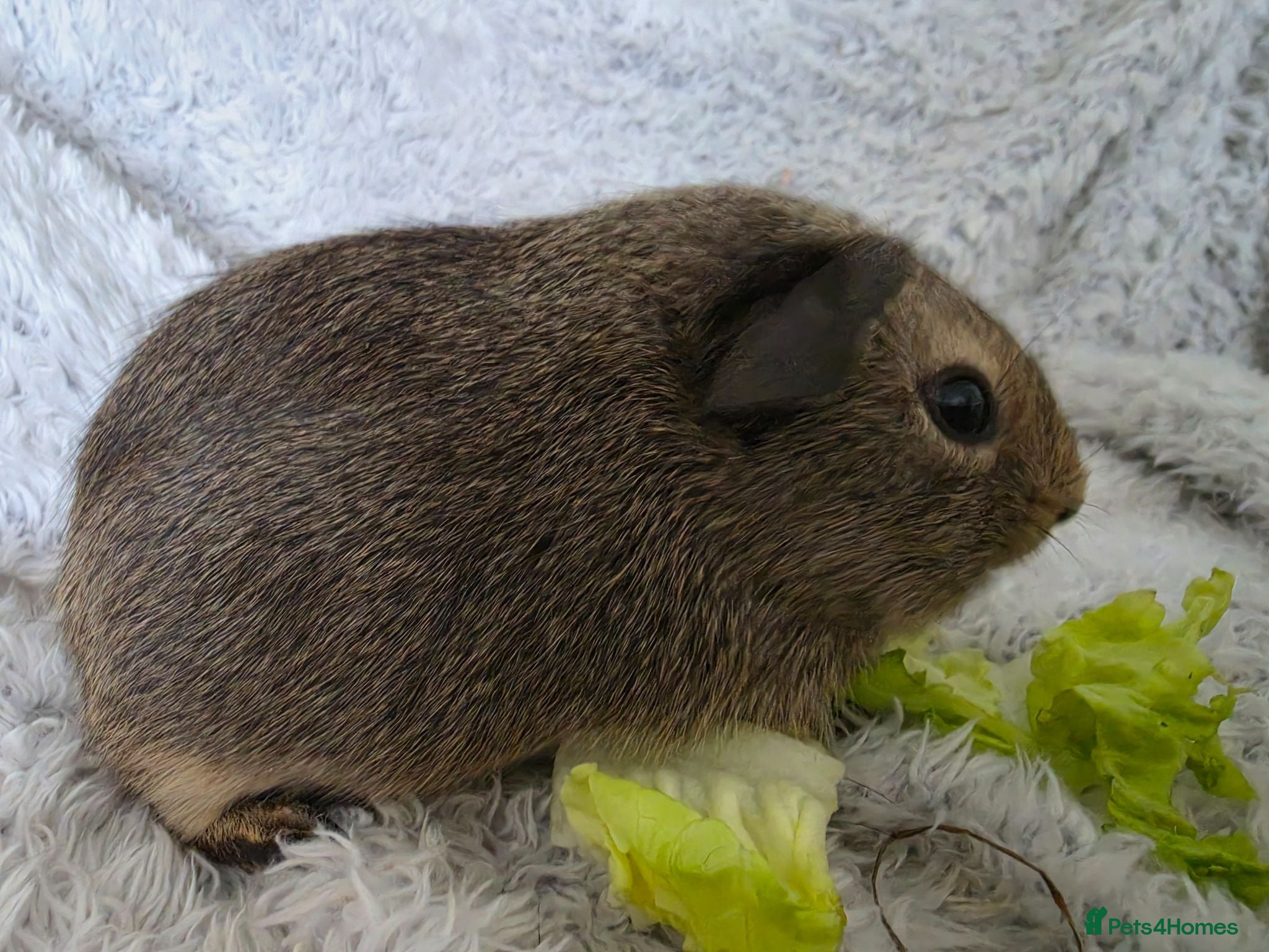 Guinea Pig rodents Boys rtl or reserve - Advert 2