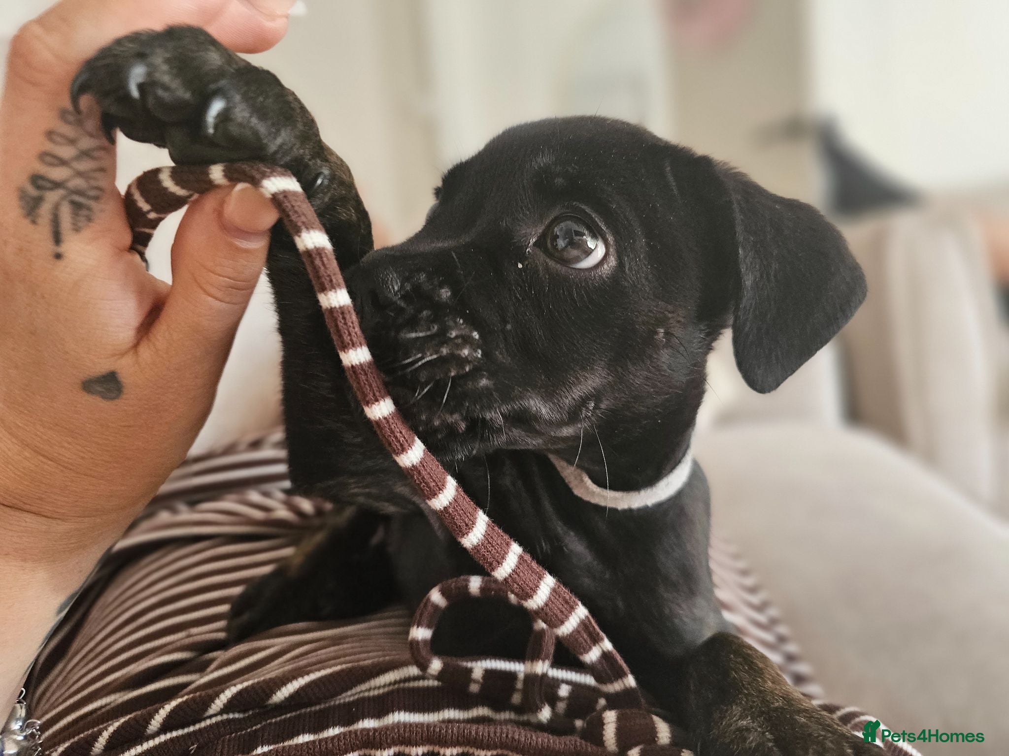 Mixed Breed dogs READY NOW 9 WEEKS  - Frenchie x Staffy Female 🐾 - Advert 2