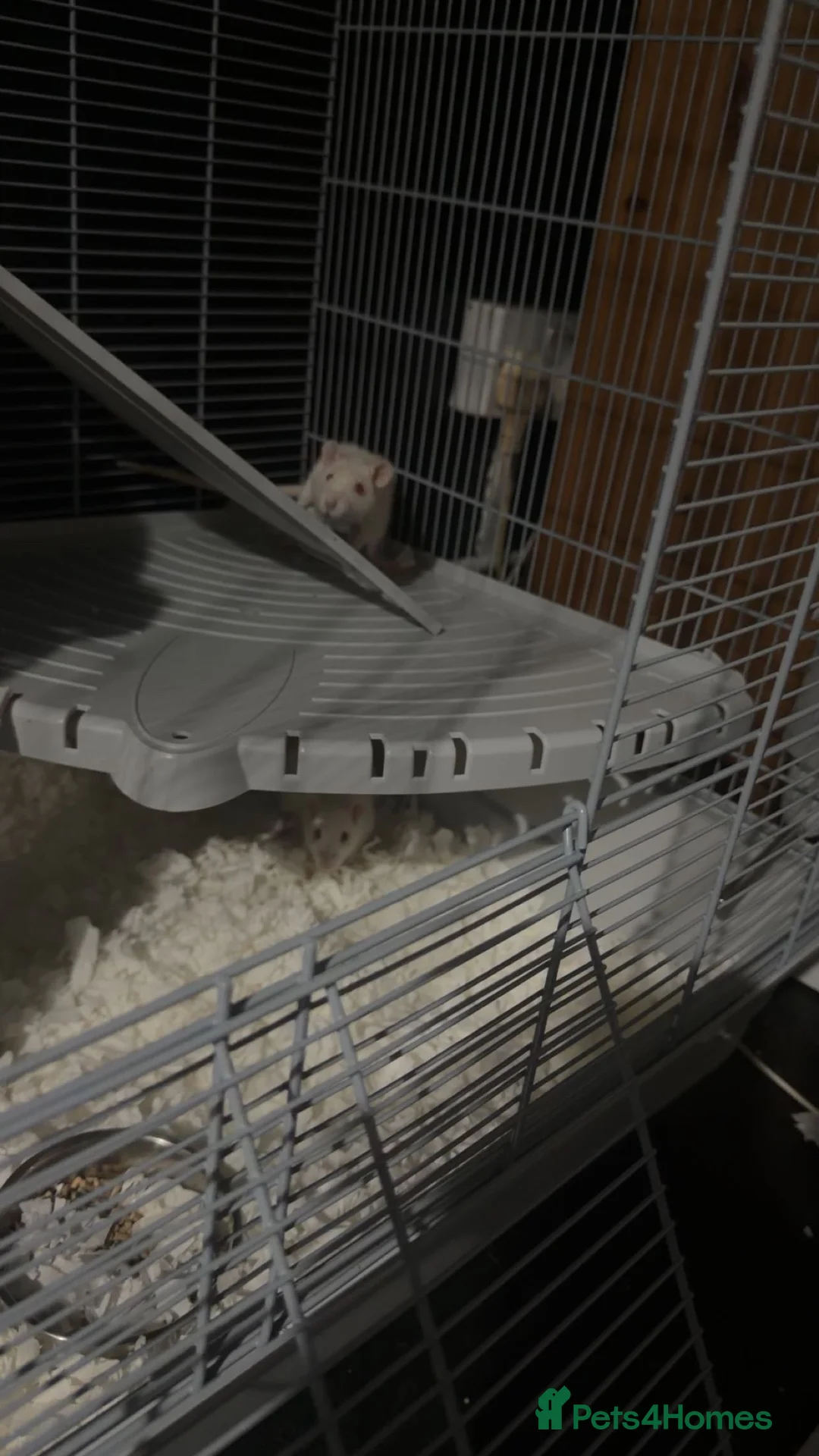 Rat rodents for sale: 2 female albino rats  - Advert 1