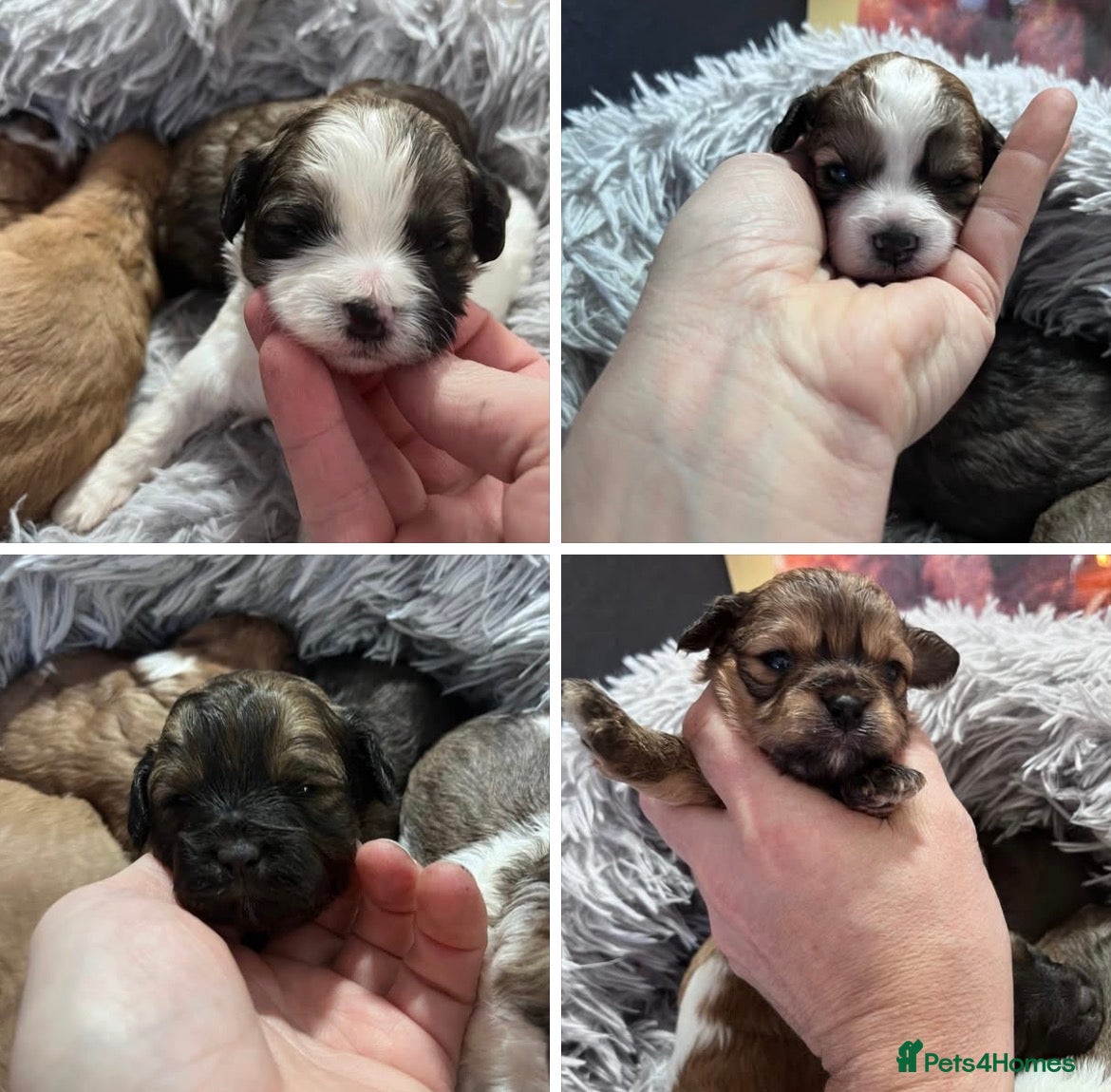 Shihpoo dogs for sale: ⭐️ 5 star rated Toy Shihpoo puppies ⭐️ - Advert 2