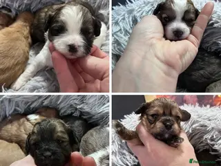 Shihpoo dogs for sale: ⭐️ 5 star rated Toy Shihpoo puppies ⭐️ - Advert 2