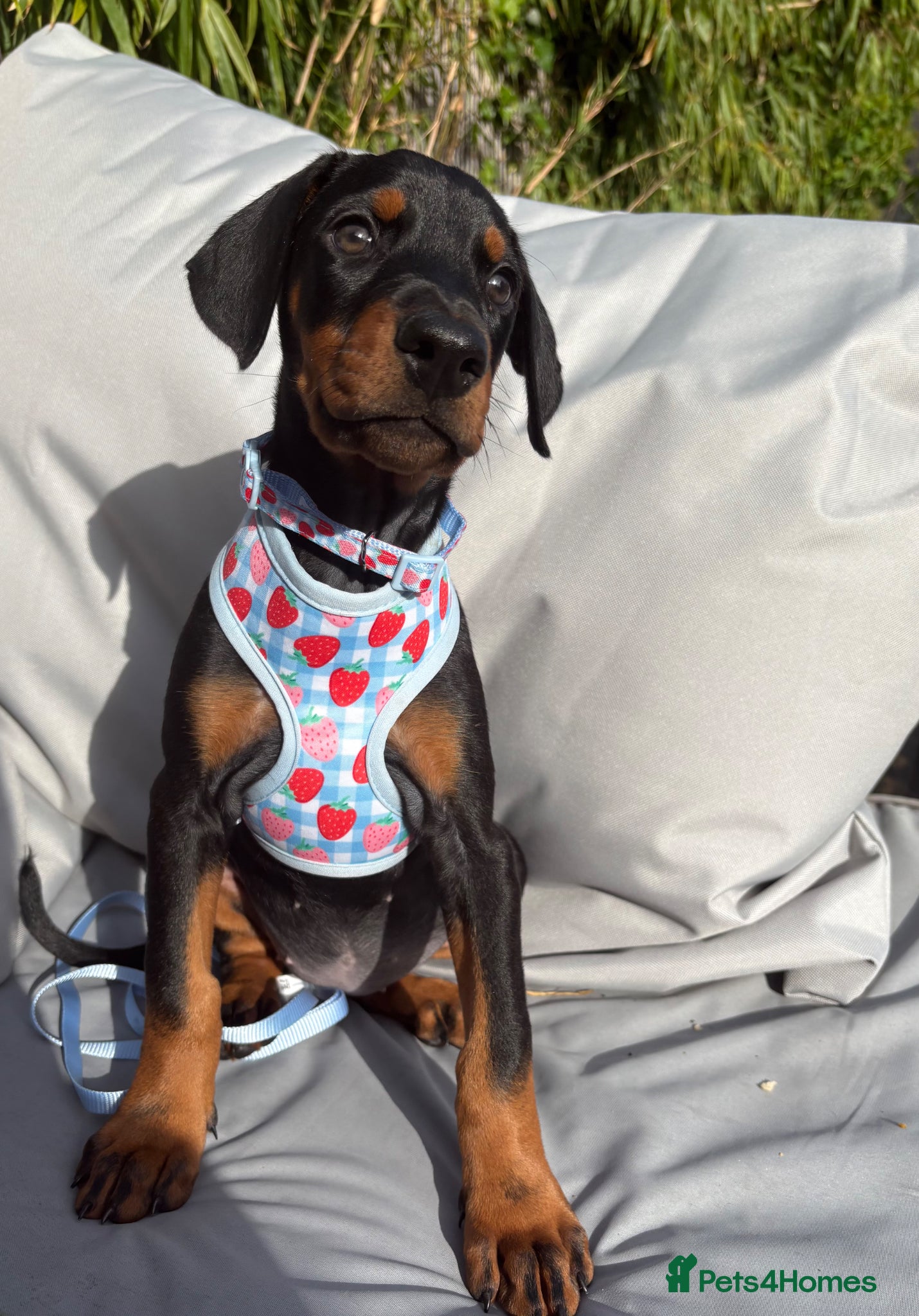 Dobermann dogs Ready now Kc Health tested Black & Tan girls  - Advert 6