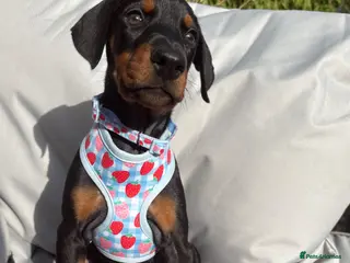 Dobermann dogs Ready now Kc Health tested Black & Tan girls - Advert 6