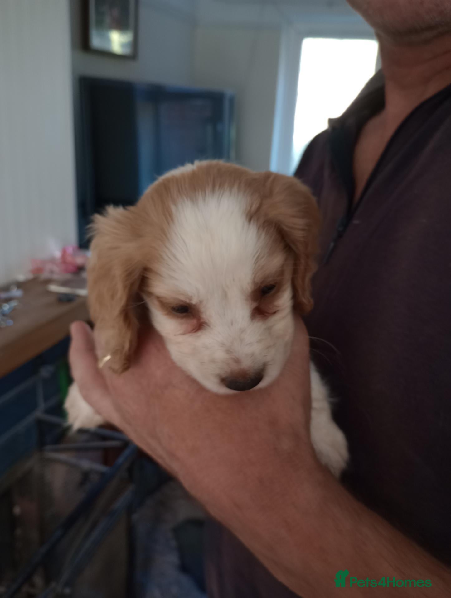 Cocker Spaniel dogs Working cocker spaniel puppies  - Advert 2