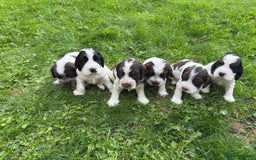 Cocker Spaniel dogs for sale: KC Registered Show Cocker Spaniel Puppies  - Image 10