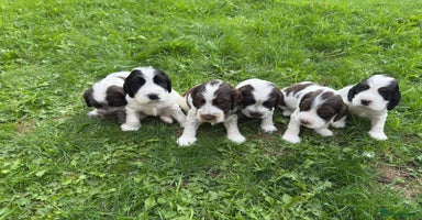 Cocker Spaniel dogs - Advert 5