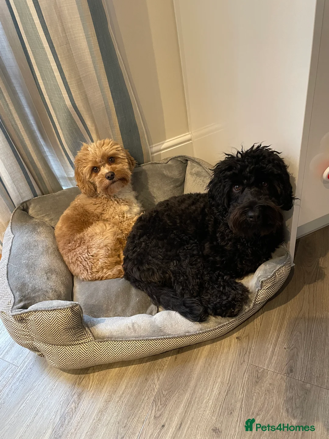 Cavapoo dogs for stud: Proven Toy Cavapoo Stud Extensively Health Checked in Preston - Advert 8