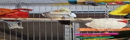 Parrots birds for sale: PARROTS/AMAZONS/PARAKEETS  - Advert 21