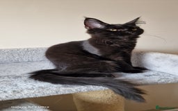 Maine Coon cats for sale: Pure Maine coon - Image 17