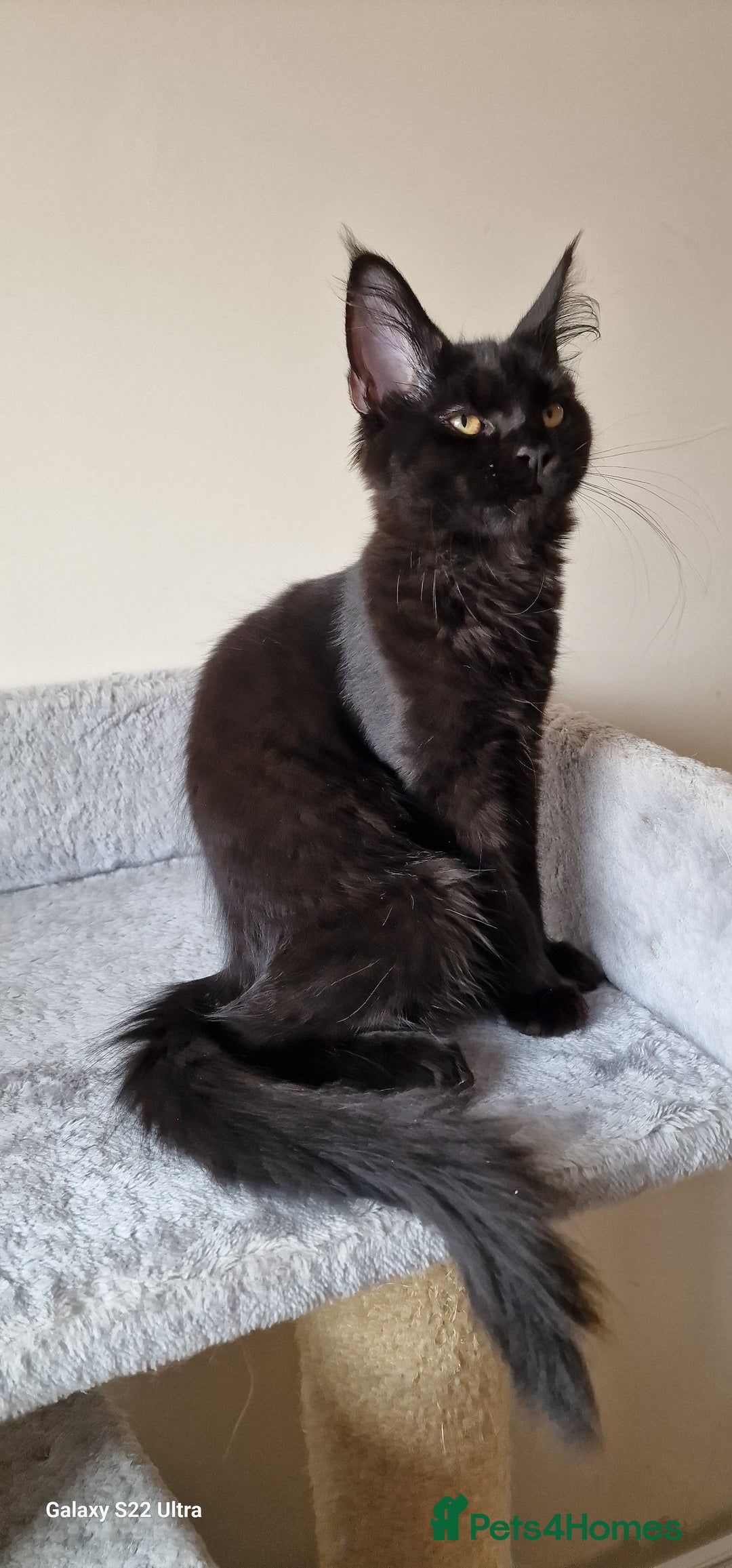 Maine Coon cats for sale: Pure Maine coon - Image 17
