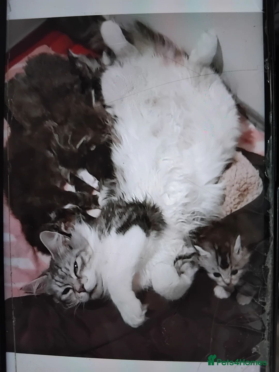 Maine Coon cats for sale: 3 beautiful maincoon boys  - Advert 8