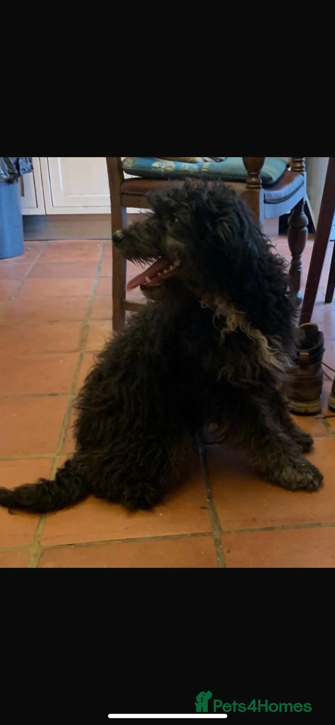 Bordoodle dogs for sale: Stunning litter bordpoos/colliepoos/colliedoodle - Advert 10