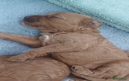 Cockapoo dogs for sale: Beautiful cockapoo puppies  - Image 15