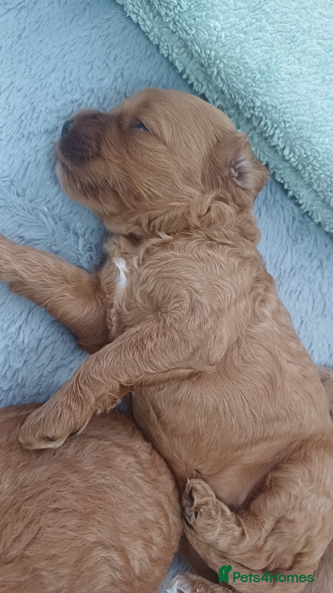 Cockapoo dogs for sale: Beautiful cockapoo puppies  - Image 15