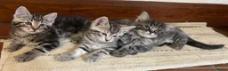 Ragdoll cats for sale: Lovely Kittens - Advert 20