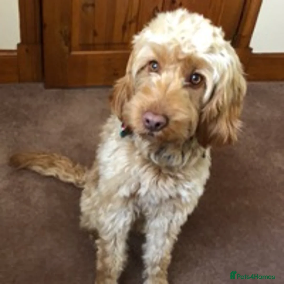 Cockapoo dogs for stud: BAXTER Makes Beautiful Babies 🐾 in Haddington - Advert 17