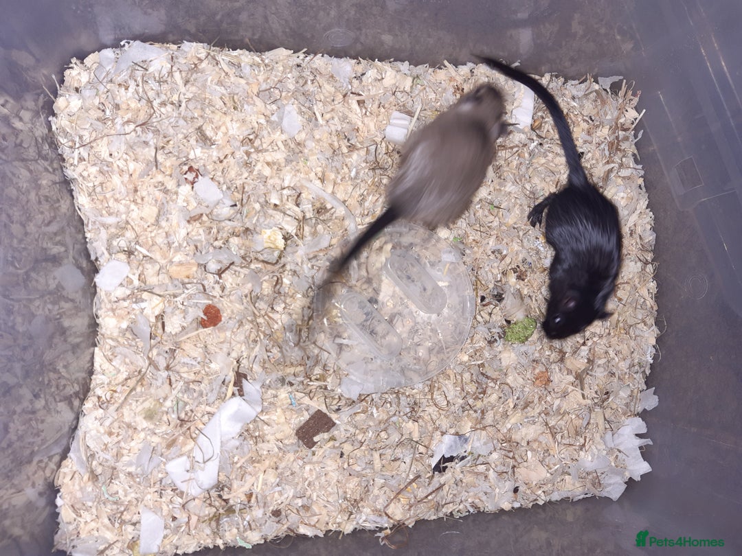 Gerbil rodents for sale: Super friendly gerbils from hobby breeder  - Advert 39