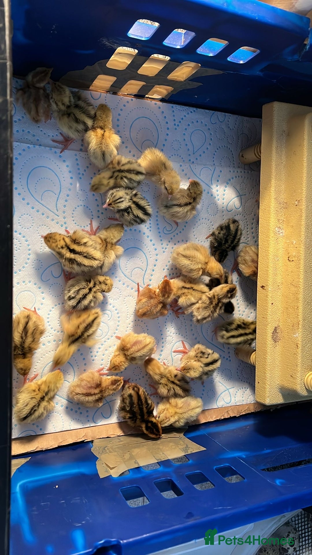 Quail poultry for sale: Coturnix Jumbo Quails chicks - Advert 1