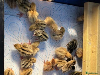 Quail poultry Coturnix Jumbo Quails chicks - Advert 1