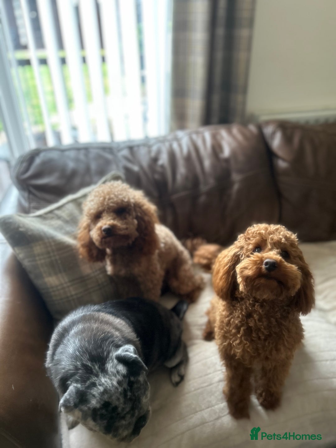 Toy Poodle dogs for stud: Kc Health tested fox red Toy poodle for stud - Advert 7