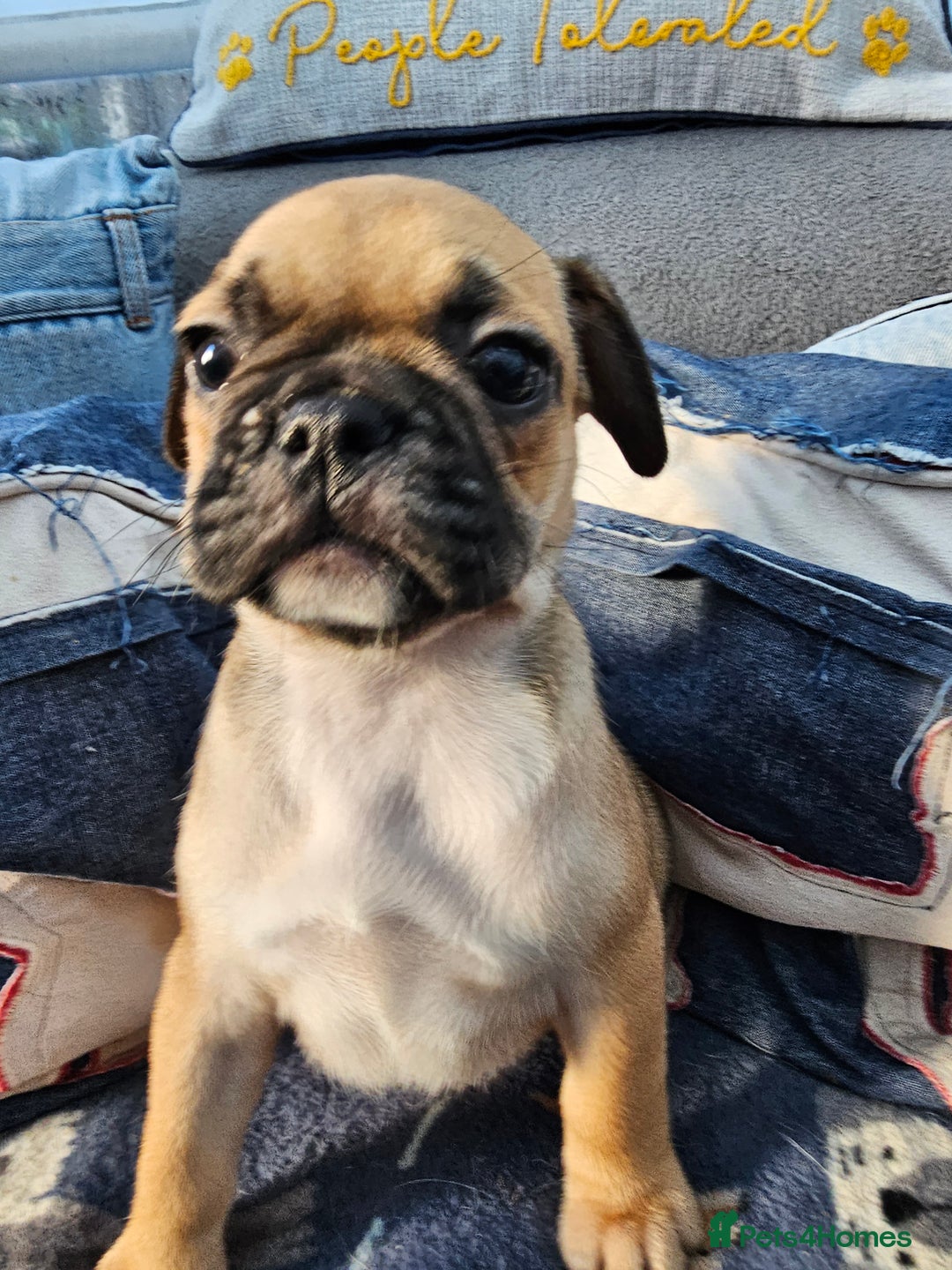 Frug dogs for sale: Frug puppies - Image 5
