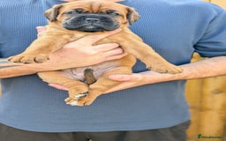 Mixed Breed dogs for sale: Boxer X Dogue De Bordeux Puppies - Image 4