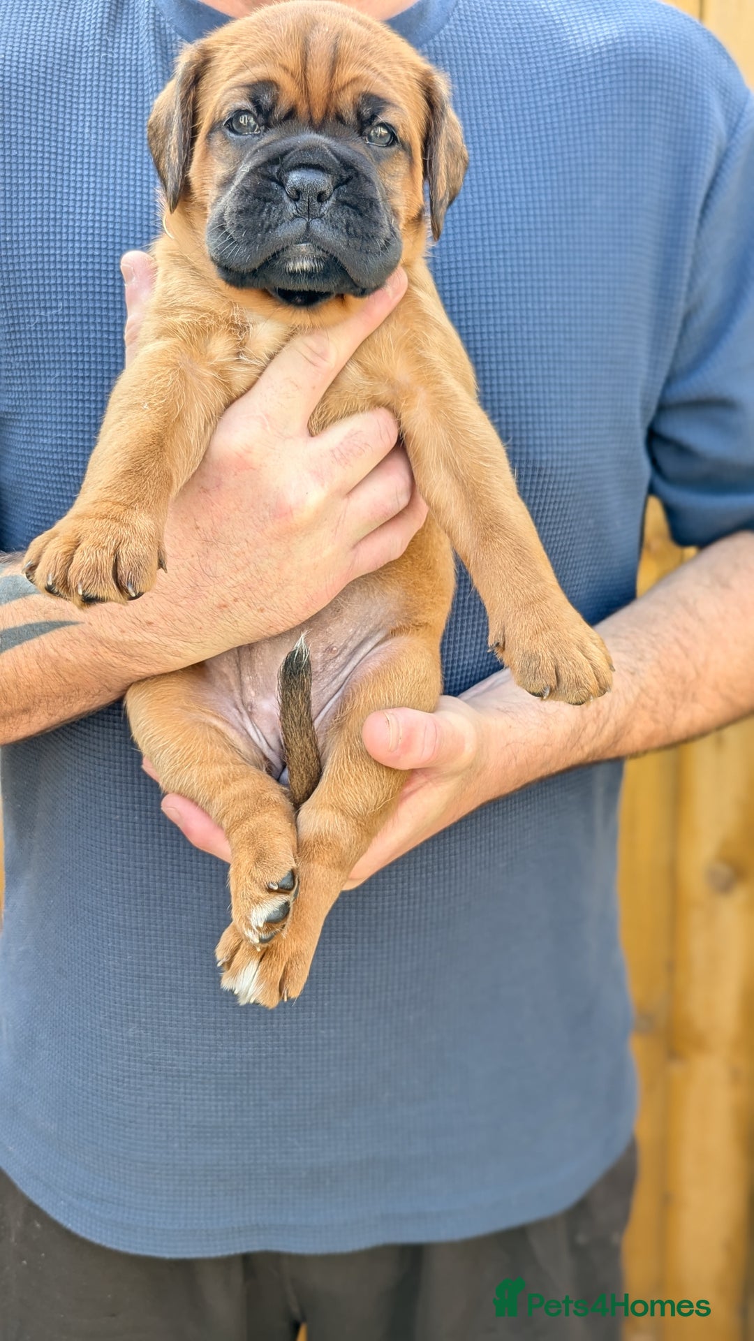 Mixed Breed dogs for sale: Boxer X Dogue De Bordeux Puppies - Image 4